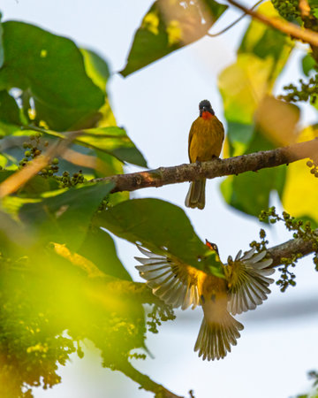 A Pair of black crested bulbul on a tree