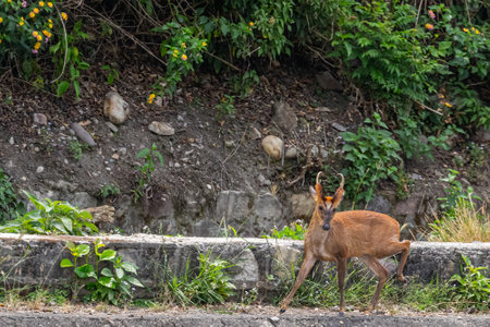 A Barking Deer Ready to runの写真素材