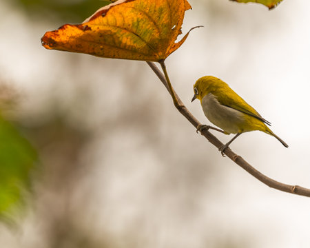 A Oriental White Eye bird resting on a treeの写真素材