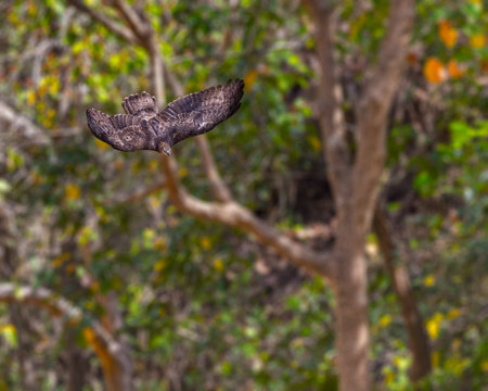 A Honey Buzzard in flightの写真素材