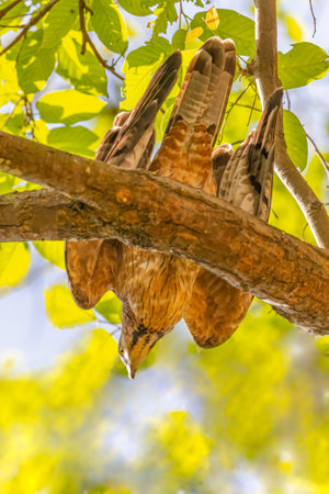 A Honey Buzzard just taking off from a treeの写真素材