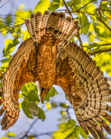 A Honey Buzzard taking off from a treeの写真素材