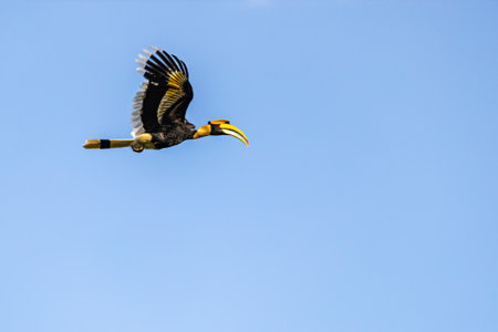 A pied malabar Hornbill in flight in blue skyの写真素材