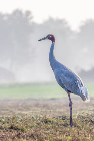 A Sarus Crane in fieldの写真素材