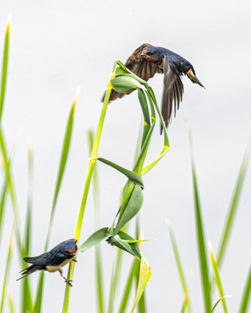 A Barn Swallow landing on a long grass other resting thereの写真素材