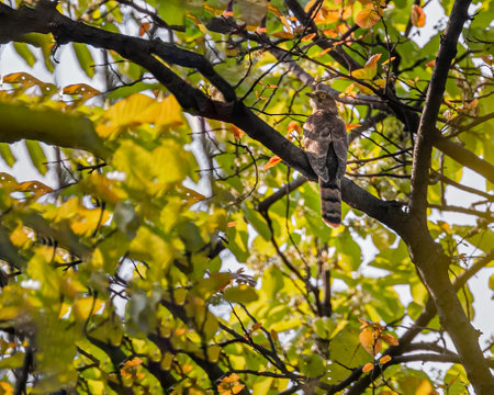 A Common Hawk Cuckoo resting on a treeの写真素材