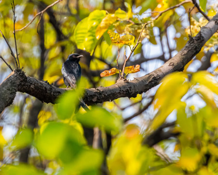 A Drango Looking back from a treeの写真素材