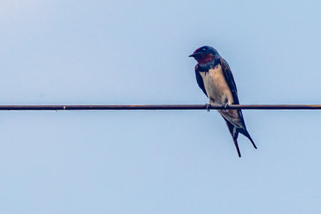 A Barn swallow perching on a treeの写真素材