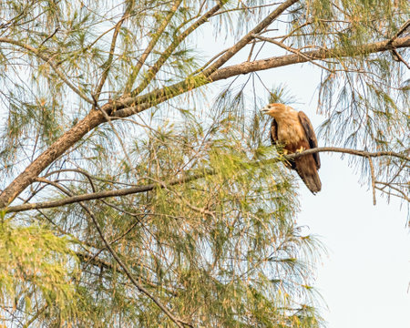 A Kite calling from a tree