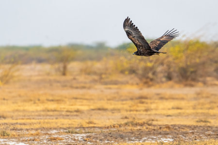 A Steppe flying in forestの写真素材
