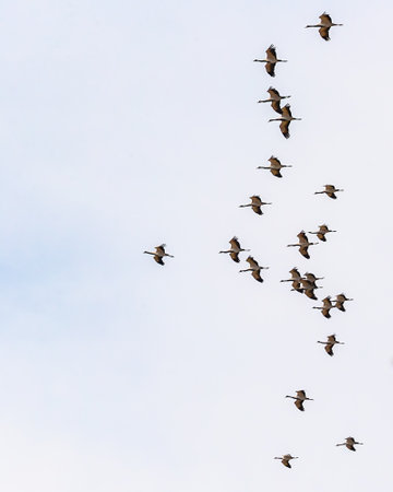A Flock of Demoiselle Cranes reaching at destinationの写真素材