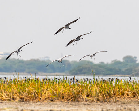 A group of Demoiselle Cranes landing in wet landの写真素材