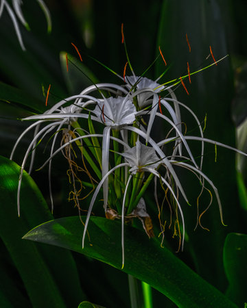 A White Spider Lily blooming in gardenの写真素材