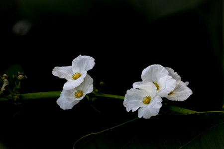 Echinodorus grandiflorus flowers blooming in lakeの写真素材
