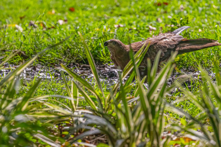 A Black Kite having water in alert positionの写真素材