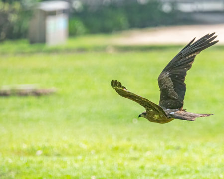 A Black Kite in flight over a ground