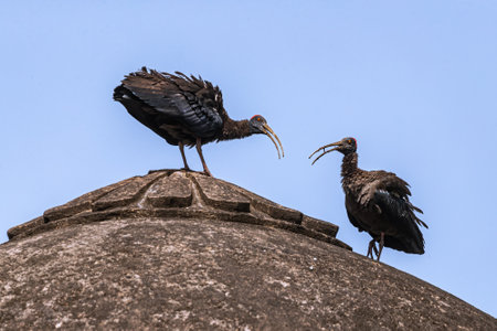 A Pair of Red-naped Ibis on a date at the top of tombの写真素材