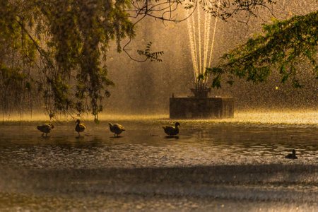Ducks in a duck pond golden lightの写真素材