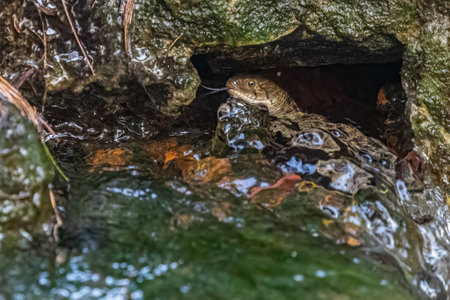 A Water snake with its tongue out
