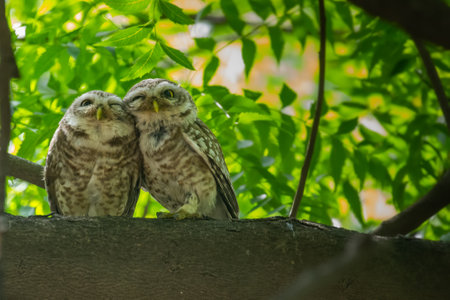 A pair of spotted owl with each otherの写真素材