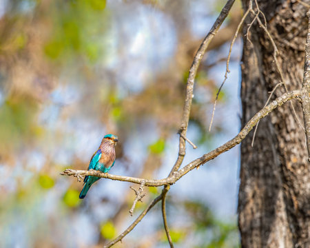An Indian Roller resting on a tree branchの写真素材