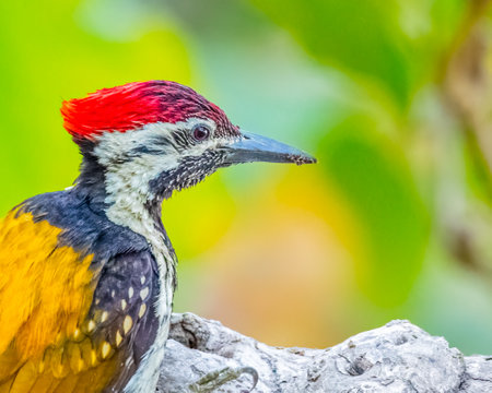 Head Shot of a black rumped flame back woodpeckerの写真素材