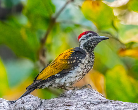 A Black Rumped flameback woodpeckerの写真素材