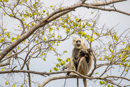 A Langoor with its juvenileの写真素材