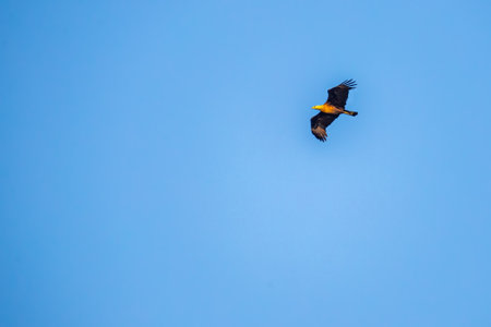 A fish Eagle in blue skyの写真素材