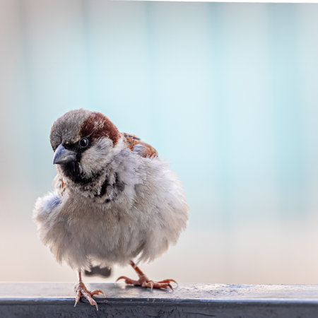 A Male sparrow doing helloの写真素材
