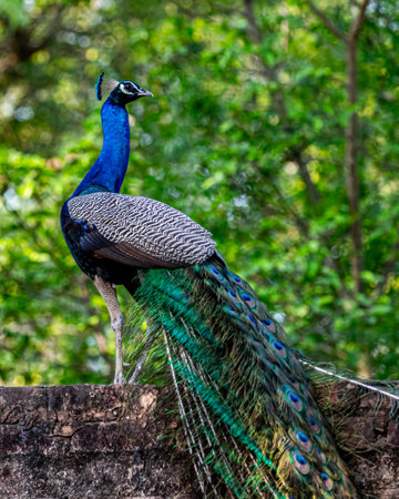 A peacock sitting on a wall and looking backの写真素材