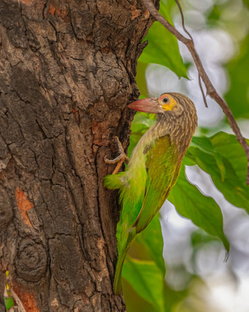 A Brown headed barbet resting outside its nest