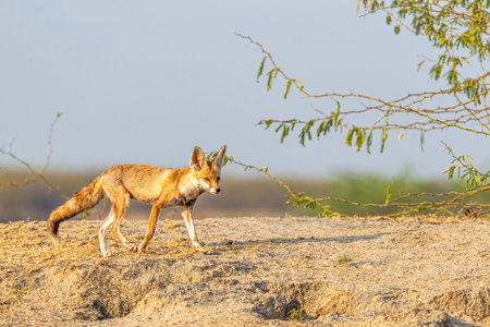 A desert Fox on a runの写真素材