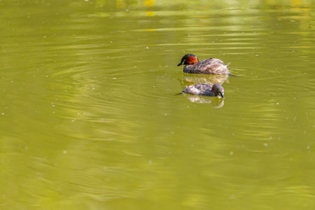 A pair of little grebe enjoying in a lakeの写真素材