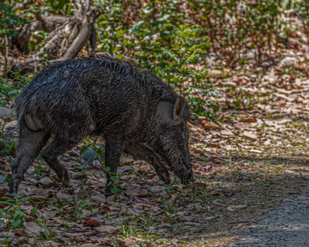 A wild Boar coated with mudの写真素材