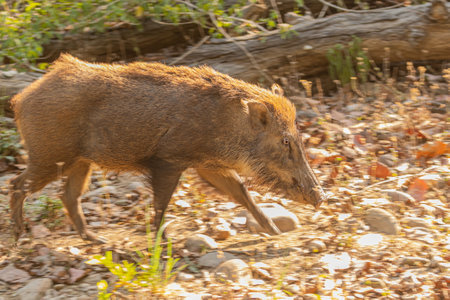 A Wild Boar running in forestの写真素材