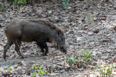 A Wild Boar roaming in forestの写真素材