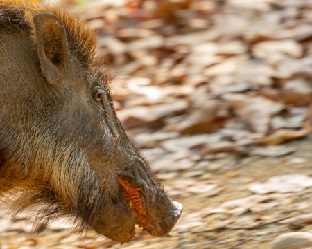 A Wild Boar with a open mouthの写真素材