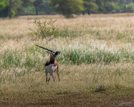 A black Buck calling in a grasslandの写真素材