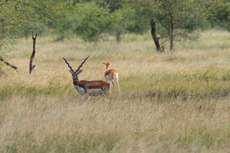 A pair of black buck in a grasslandの写真素材