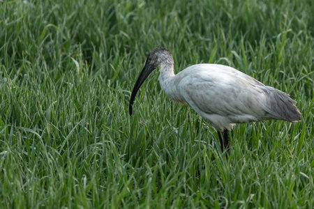 A black headed ibis in paddy field early morningの写真素材