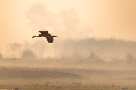 A purple heron in a golden hour flight