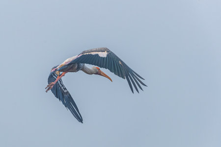 A painted stork with wings closeの写真素材