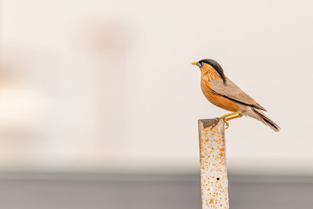 A Brahminy Starling looking away while sitting on poleの写真素材