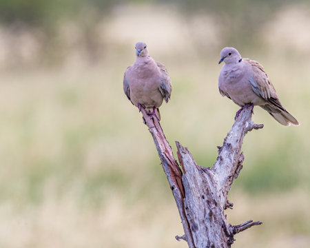 A pair of Collar Dove resting on a dry treeの写真素材