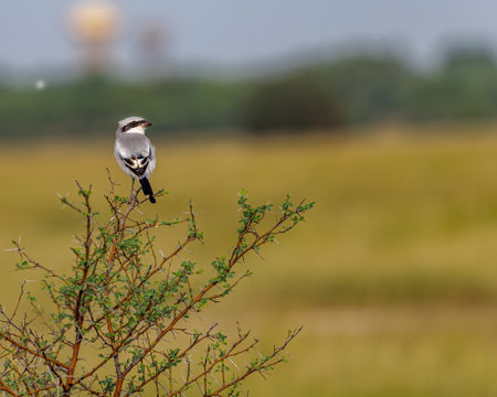 A Grey Shrike in a jungleの写真素材