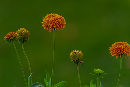 Yellow Color Indian Blanket flower in garden