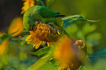 A Rose Ringed parakeet on sun flower with beeの写真素材