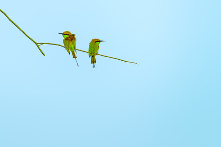 A pair of green bee eater annoyed with each otherの写真素材