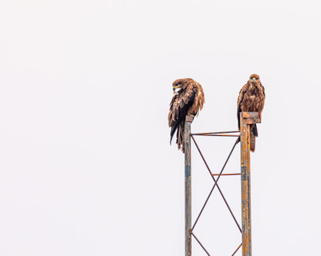 A Black Kite pair resting on a poleの写真素材